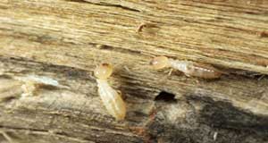 Diagnostique Termites est obligatoire pour toute vente - Site National et DOM energie-conseil-diagnostic